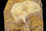Fossil Ginkgo Leaf From North Dakota - Paleocene #156220-1
